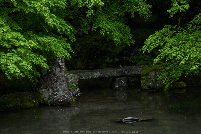 洛北蓮華寺,新緑(P9710749,43 mm,5,DMC-GX7)2015yaotomi_.jpg