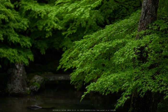 洛北蓮華寺,新緑(P9710755,43 mm,1.7,DMC-GX7)2015yaotomi_.jpg