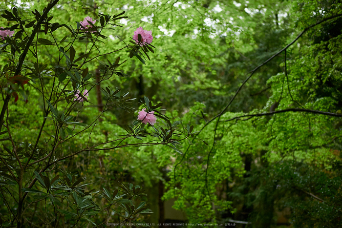 洛北蓮華寺,新緑(P9710773,43 mm,1.7,DMC-GX7)2015yaotomi_.jpg