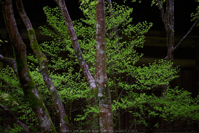 洛北蓮華寺,新緑(P9710777,43 mm,1.7,DMC-GX7)2015yaotomi_.jpg