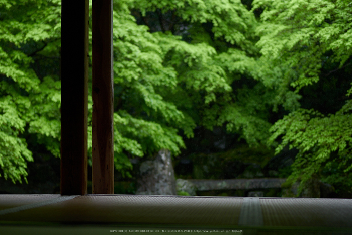 洛北蓮華寺,新緑(P9710780,43 mm,1.7,DMC-GX7)2015yaotomi_.jpg