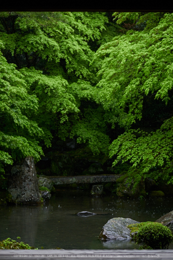 洛北蓮華寺,新緑(P9710791,43 mm,1.7,DMC-GX7)2015yaotomi_.jpg