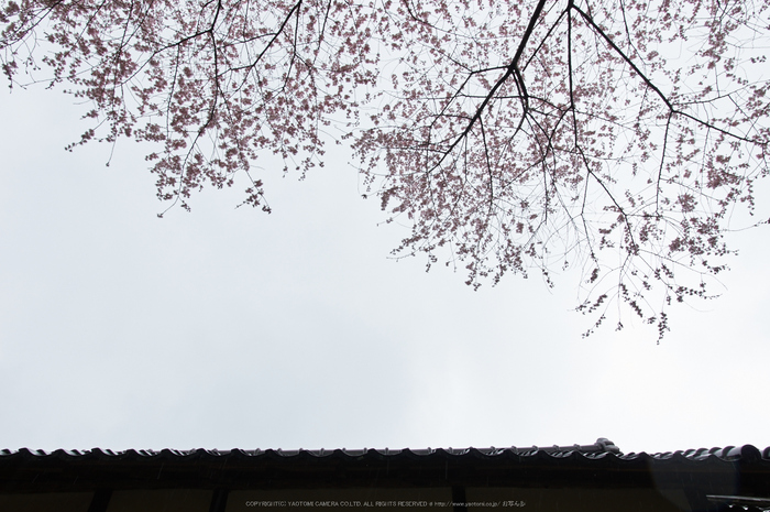 諸木野,桜(PK3_2024,18 mm,F4.5,K3)2015yaotomi.jpg