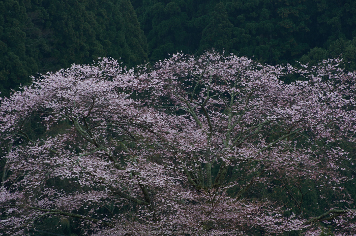 諸木野,桜(PK3_2031,135 mm,F5.6,K3)2015yaotomi.jpg