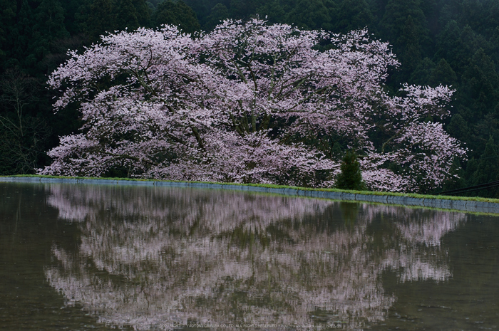 諸木野,桜(PK3_2231,63 mm,F6.3,K3)2015yaotomi.jpg