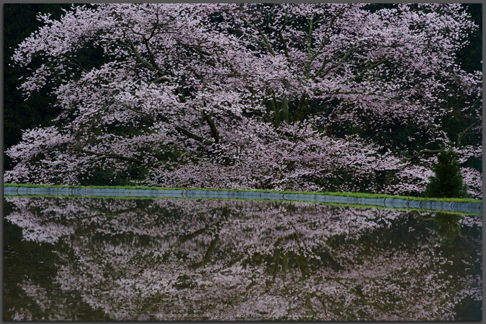 諸木野,桜(PK3_2246,85-mm,F6.3,K3t)2015yaotomi.jpg