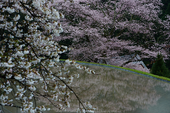 諸木野,桜(PK3_2248,85 mm,F6.3,K3)2015yaotomi.jpg