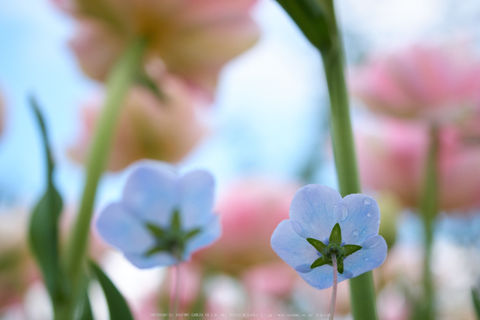 馬見,チューリップ(P1050306,30 mm,2.8,DMC-GX7)2015yaotomi_.jpg