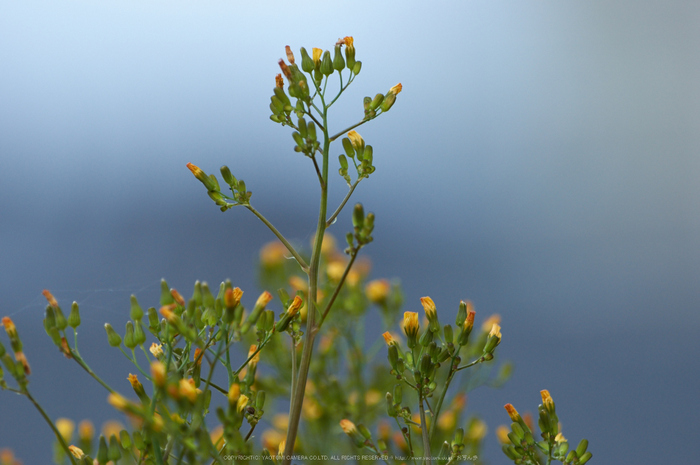 PENTAX,DFA150_450,(PK3_3128,450 mm,F5.6,K3)2015yaotomi.jpg