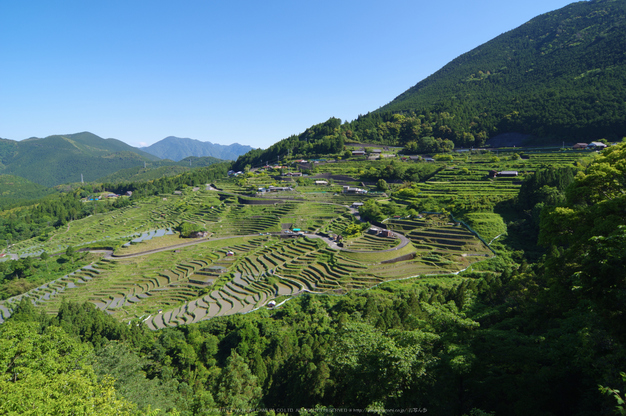 丸山千枚田,水田(K32_0285,12 mm,F10)2015yaotomi.jpg