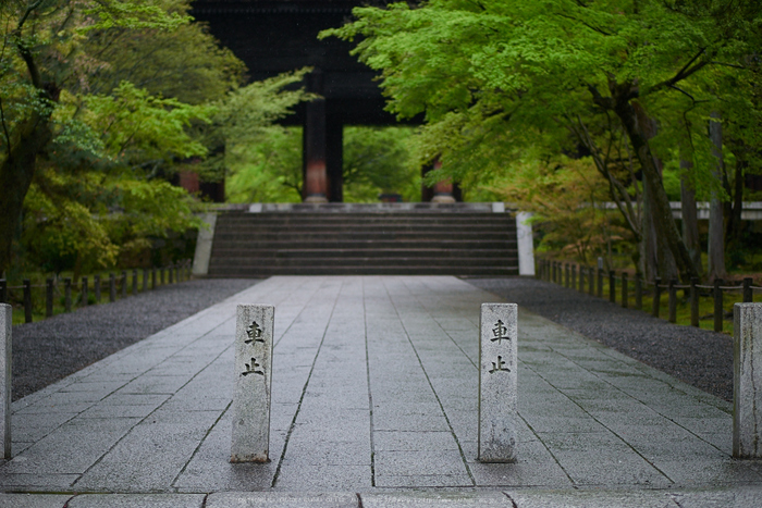 南禅寺,新緑(P9710767,43 mm,F1.7,DMC-GM5)2015yaotomi_.jpg