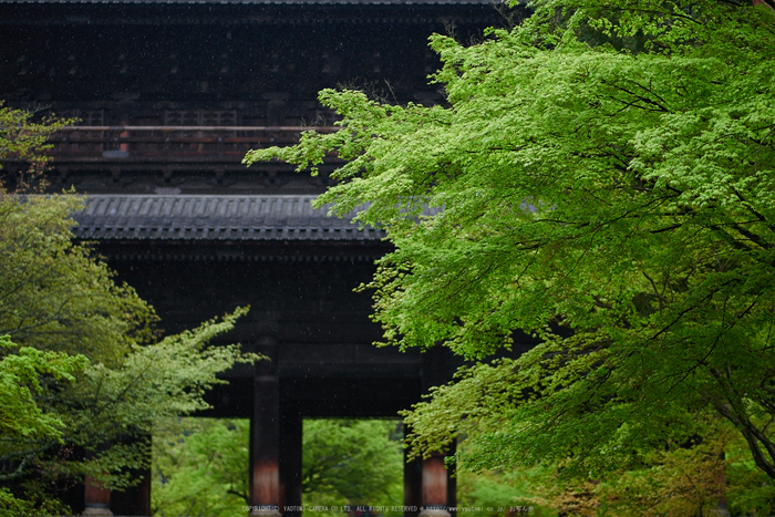 南禅寺,新緑(P9710768,43 mm,F1.7,DMC-GM5)2015yaotomi_.jpg