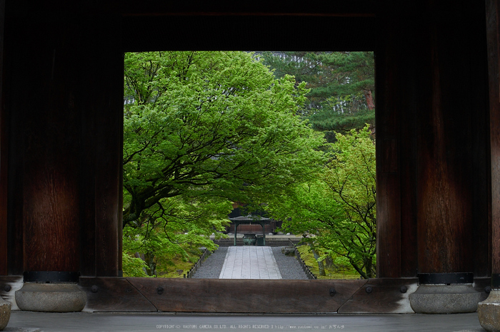 南禅寺,新緑(P9710775,43 mm,F5.6,DMC-GM5)2015yaotomi_.jpg