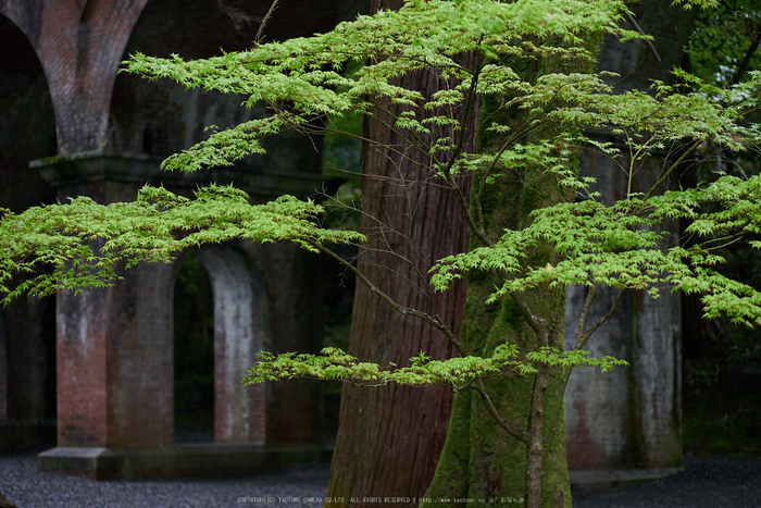 南禅寺,新緑(P9710794,43 mm,F1.7,DMC-GM5)2015yaotomi_.jpg