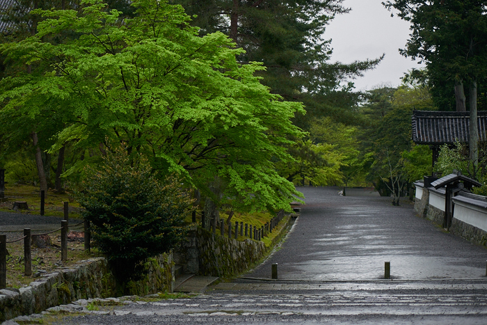 南禅寺,新緑(P9710826,43 mm,F1.7,DMC-GM5)2015yaotomi_.jpg