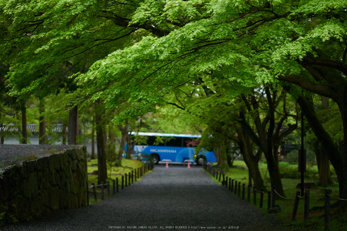 南禅寺,新緑(P9710830,43 mm,F1.7,DMC-GM5)2015yaotomi_.jpg