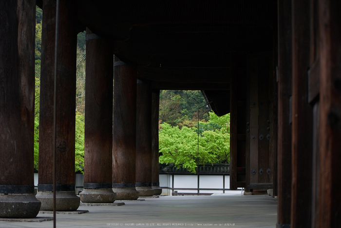 南禅寺,新緑(P9710834,43 mm,F1.7,DMC-GM5)2015yaotomi_.jpg