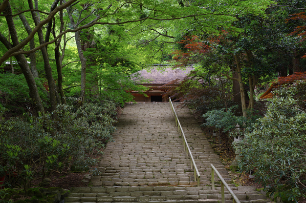 室生寺,新緑(K32_0173,F5,35 mm)2015yaotomi_.jpg