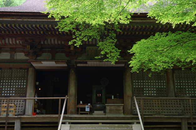 室生寺,新緑(K32_0177,F4,35 mm)2015yaotomi_.jpg