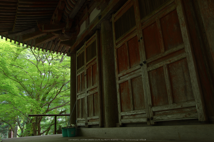 室生寺,新緑(K32_0196,F7.1,18 mm)2015yaotomi_.jpg