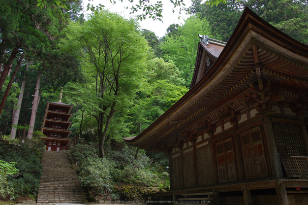 室生寺,新緑(K32_0209,F5,18 mm)2015yaotomi_.jpg