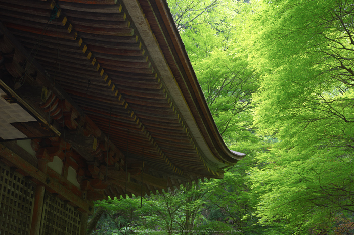 室生寺,新緑(K32_0218,F7.1,35 mm)2015yaotomi_.jpg