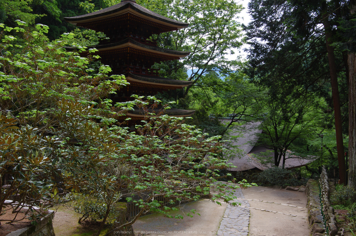 室生寺,新緑(K32_0230off,F8,24 mm)2015yaotomi_.jpg