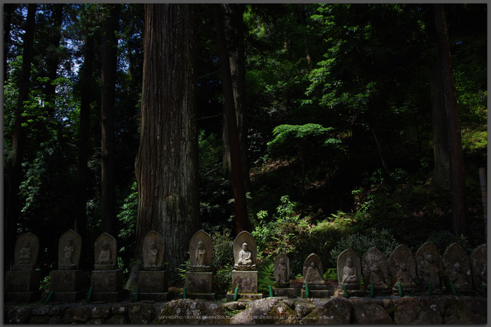 室生寺,新緑(K32_0242,F1.8,18-mm)2015yaotomi_T.jpg