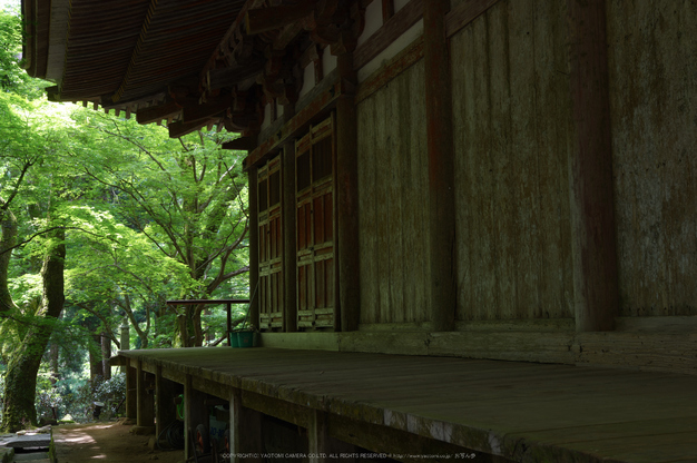 室生寺,新緑(K32_0257,F7.1,32 mm)2015yaotomi_.jpg