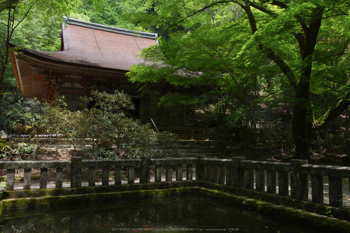 室生寺,新緑(K32_0271off,F6.3,18 mm)2015yaotomi_.jpg