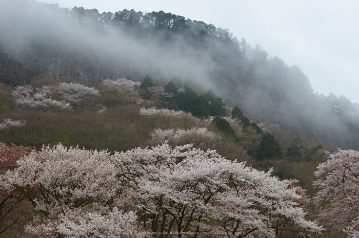 曽爾屏風岩公苑,桜(PK3_3159,31 mm,F6.3,K3)2015yaotomi.jpg