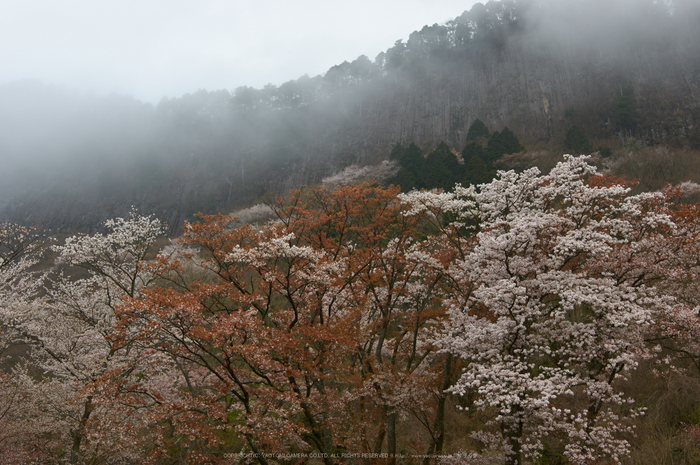 曽爾屏風岩公苑,桜(PK3_3184,28 mm,F7.1,K3)2015yaotomi.jpg