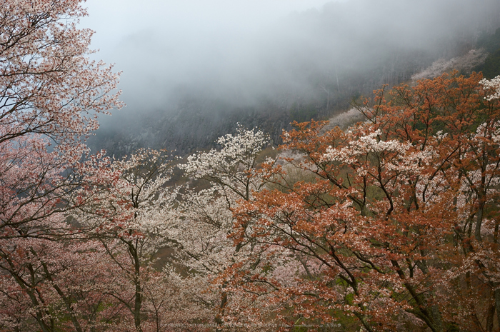 曽爾屏風岩公苑,桜(PK3_3195,35 mm,F2.2,K3)2015yaotomi.jpg