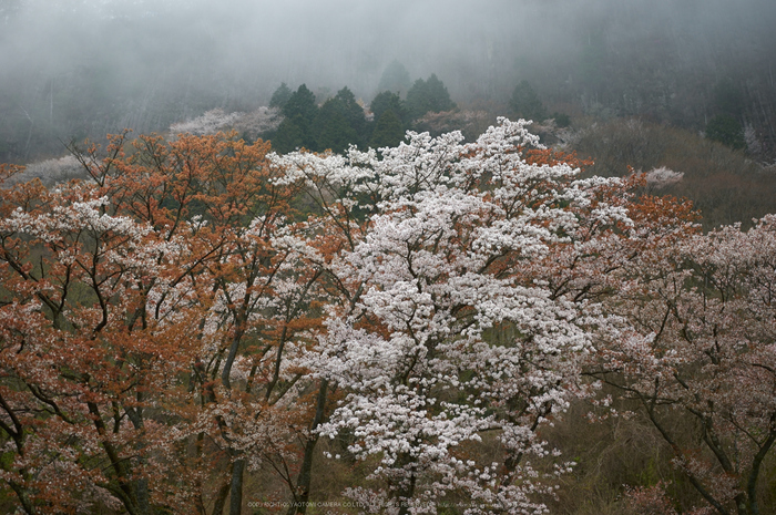 曽爾屏風岩公苑,桜(PK3_3200,35 mm,F1.8,K3)2015yaotomi.jpg