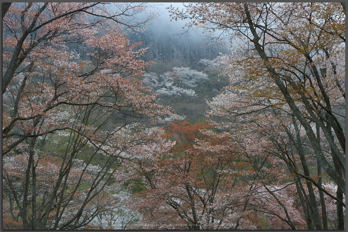 曽爾屏風岩公苑,桜(PK3_3229,35-mm,F7.1,K3)2015yaotomi_t.jpg