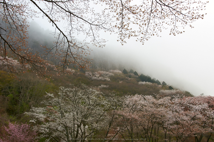 曽爾屏風岩公苑,桜(PK3_3255,20 mm,F5.6,K3)2015yaotomi.jpg