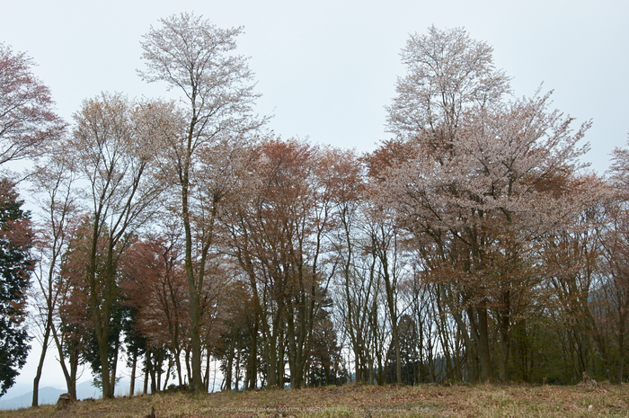 曽爾屏風岩公苑,桜(PK3_3257,23 mm,F5.6,K3)2015yaotomi.jpg