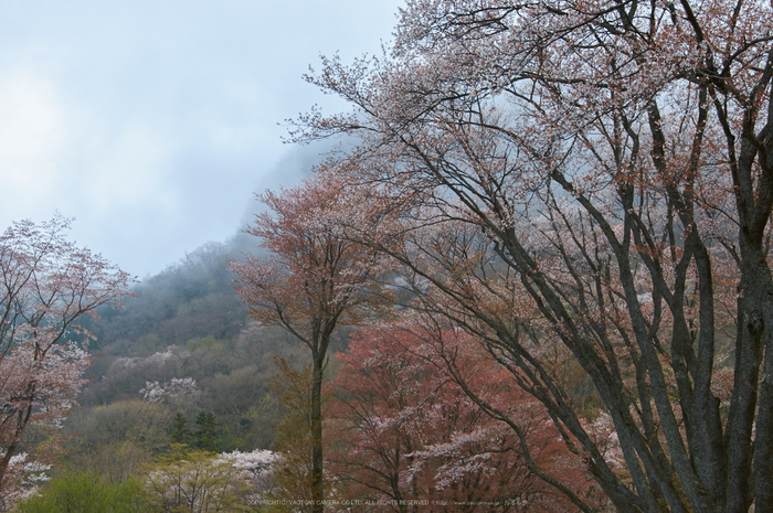 曽爾屏風岩公苑,桜(PK3_3260,26 mm,F5.6,K3)2015yaotomi.jpg