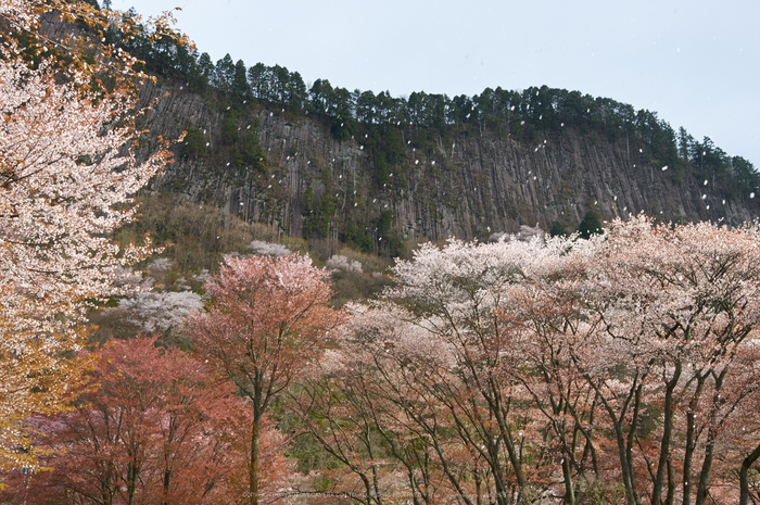 曽爾屏風岩公苑,桜(PK3_3340,31 mm,F5,K3)2015yaotomi.jpg