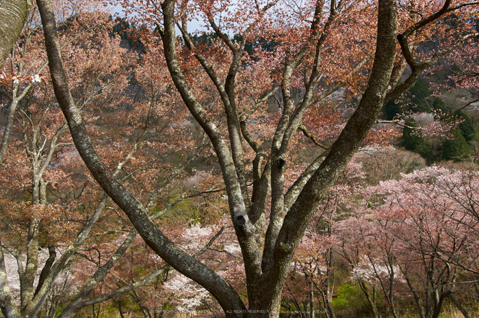 曽爾屏風岩公苑,桜(PK3_3346,22 mm,F5,K3)2015yaotomi.jpg