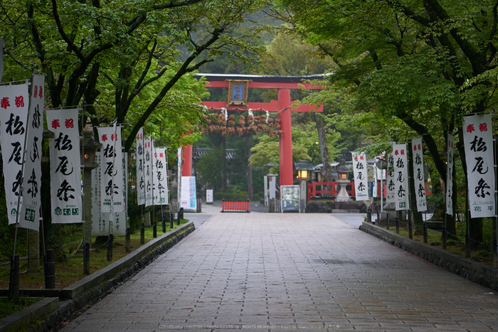 松尾大社,やまぶき(P9710661,43 mm,F1.7,K3)2015yaotomi.jpg