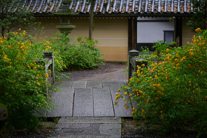 松尾大社,やまぶき(P9710707,43 mm,F1.8,K3)2015yaotomi.jpg