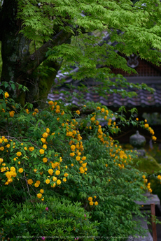 松尾大社,やまぶき(P9710715,43 mm,F1.8,K3)2015yaotomi.jpg