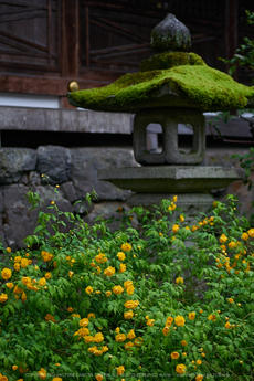 松尾大社,やまぶき(P9710722,43 mm,F1.8,K3)2015yaotomi.jpg