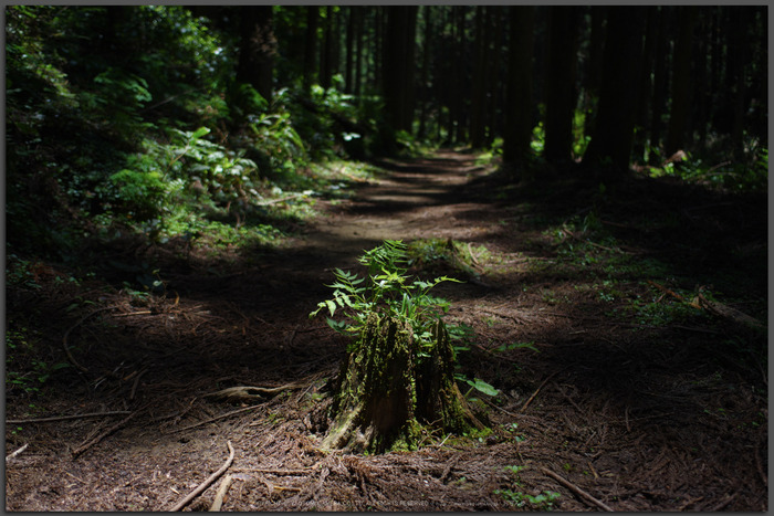 桑ノ木の滝,新緑(K32_0406,21-mm,F3.2)2015yaotomi_Top.jpg