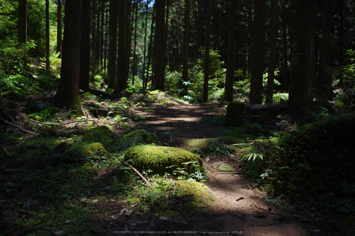 桑ノ木の滝,新緑(K32_0414,21 mm,F3.2)2015yaotomi.jpg