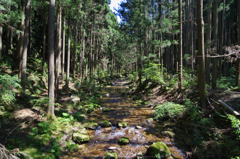 桑ノ木の滝,新緑(K32_0502,12 mm,F9)2015yaotomi.jpg