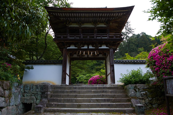 長岳寺,カキツバタ(PK3_4722,18 mm,F3.5,K3)2015yaotomi.jpg