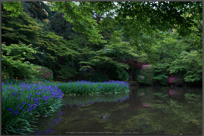 長岳寺,カキツバタ(PK3_4726,18-mm,F5,K3)2015yaotomi_t.jpg