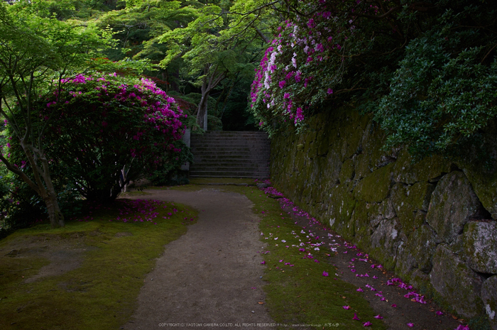 長岳寺,カキツバタ(PK3_4761,18 mm,F6.3,K3)2015yaotomi.jpg